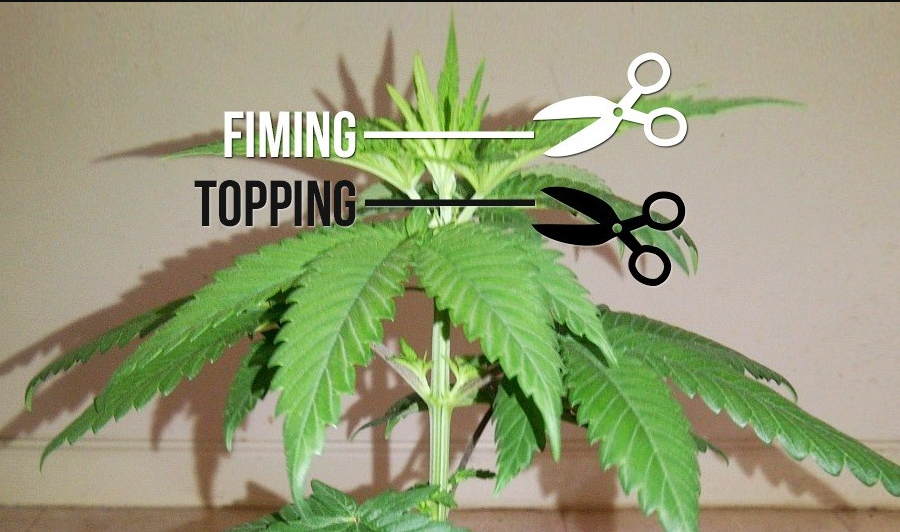 topping and fimming