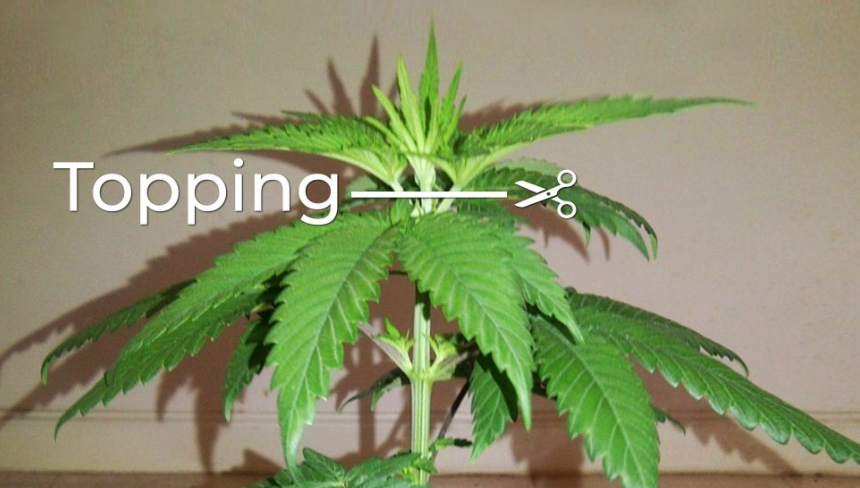 topping weed plants