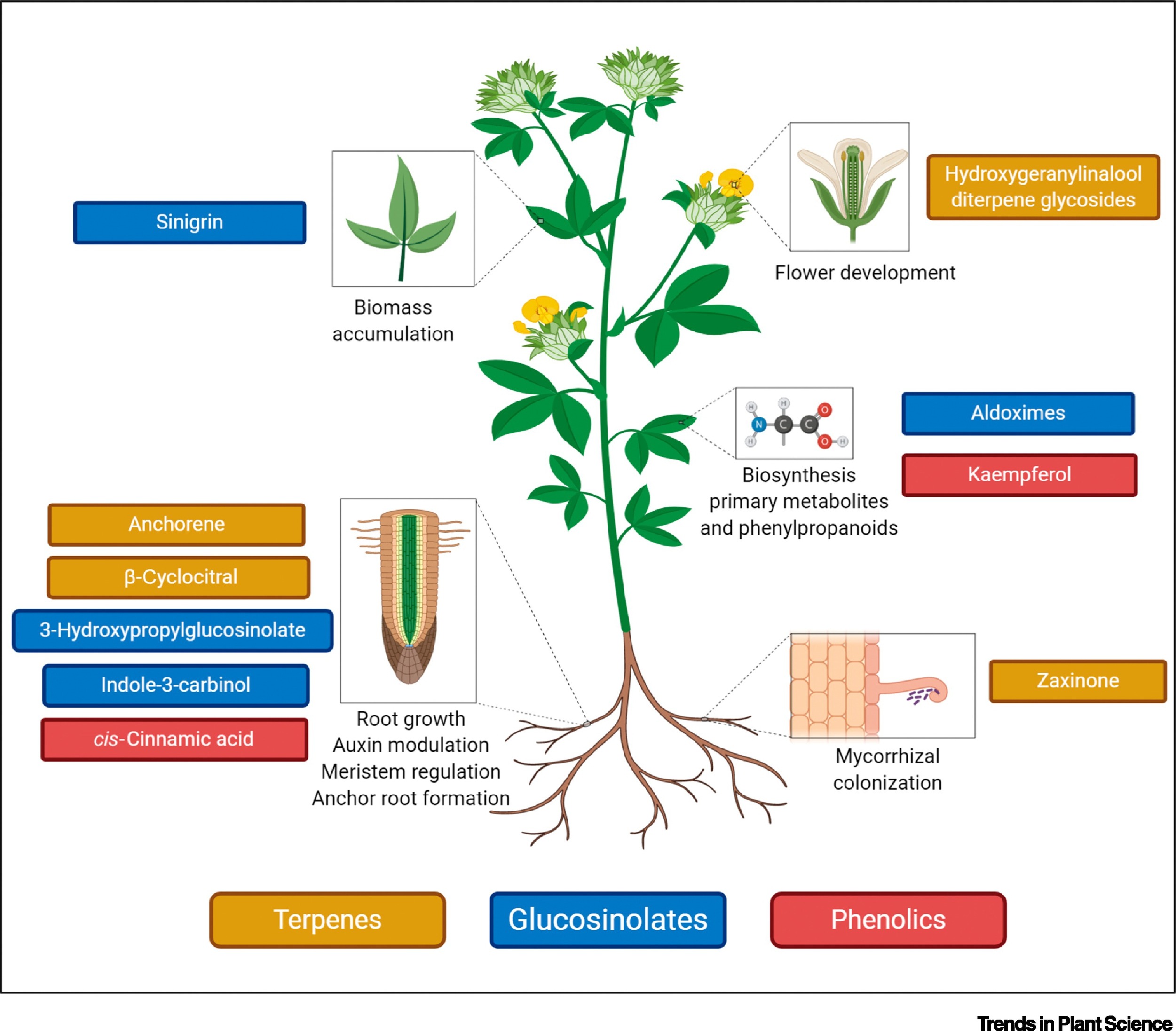 Plant Metabolite