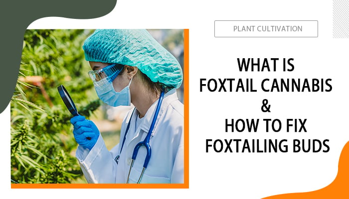 What-Is-Foxtail-Cannabis-and-How-to-Fix-Foxtailing-Buds