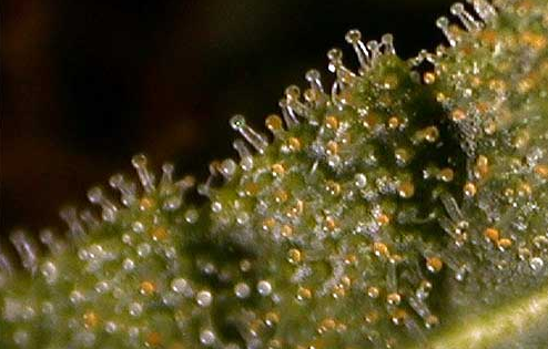 amber or golden trichome
