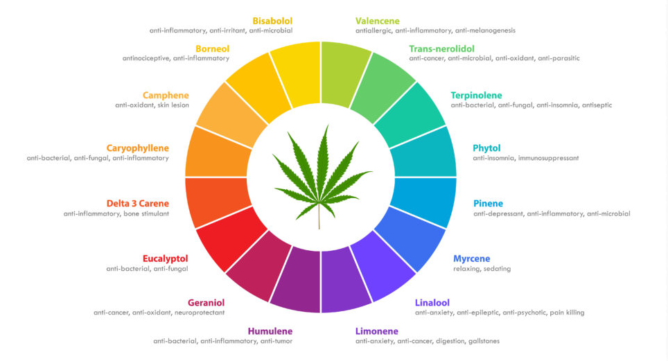 cannabis terpenes