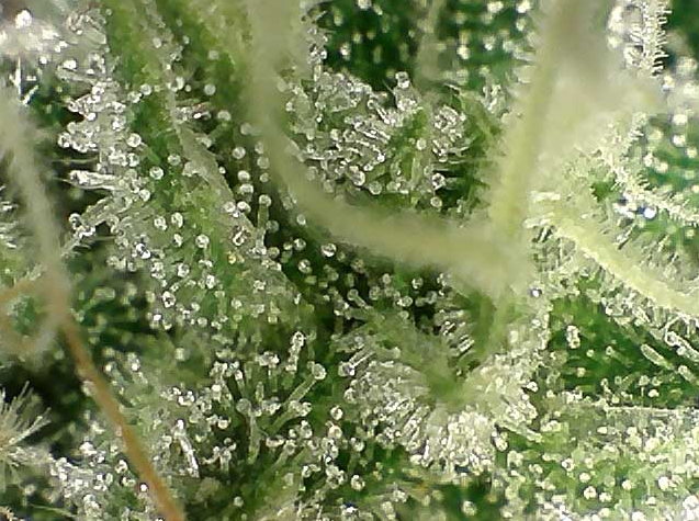 clear trichome