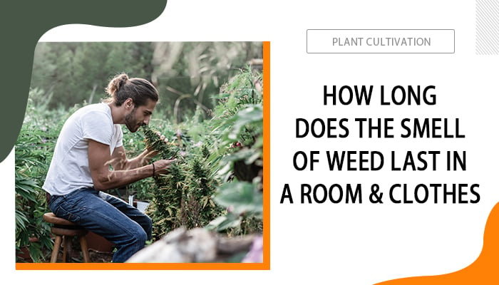 how long does the smell of weed last in a room