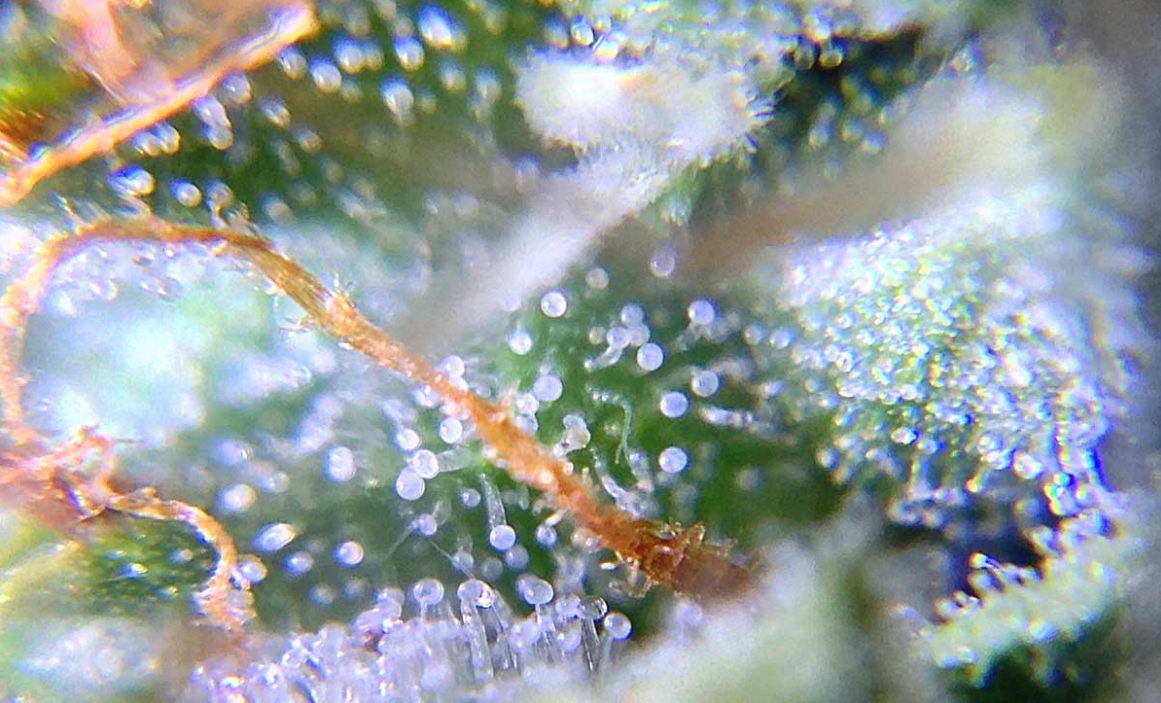 milky white trichome