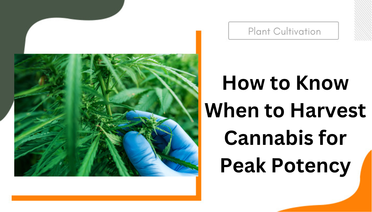 when to harvest cannabis
