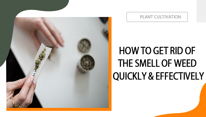 How to Get Rid of the Smell of Weed Quickly & Effectively