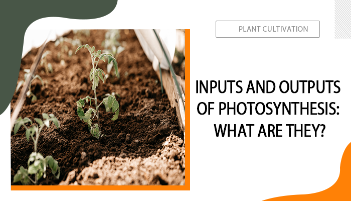 Inputs and Outputs of Photosynthesis