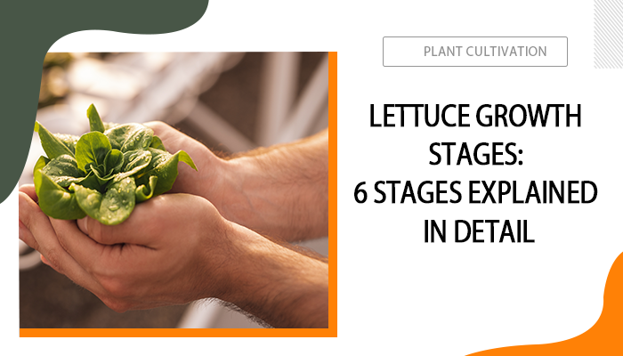 Lettuce Growth Stages