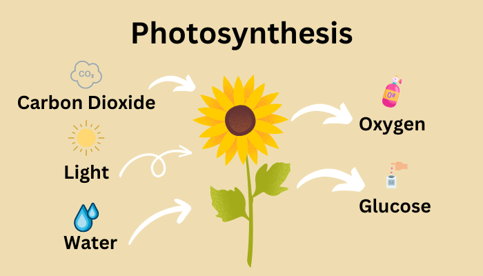 Photosynthesis process