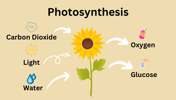 Photosynthesis Inputs and Outputs Chart