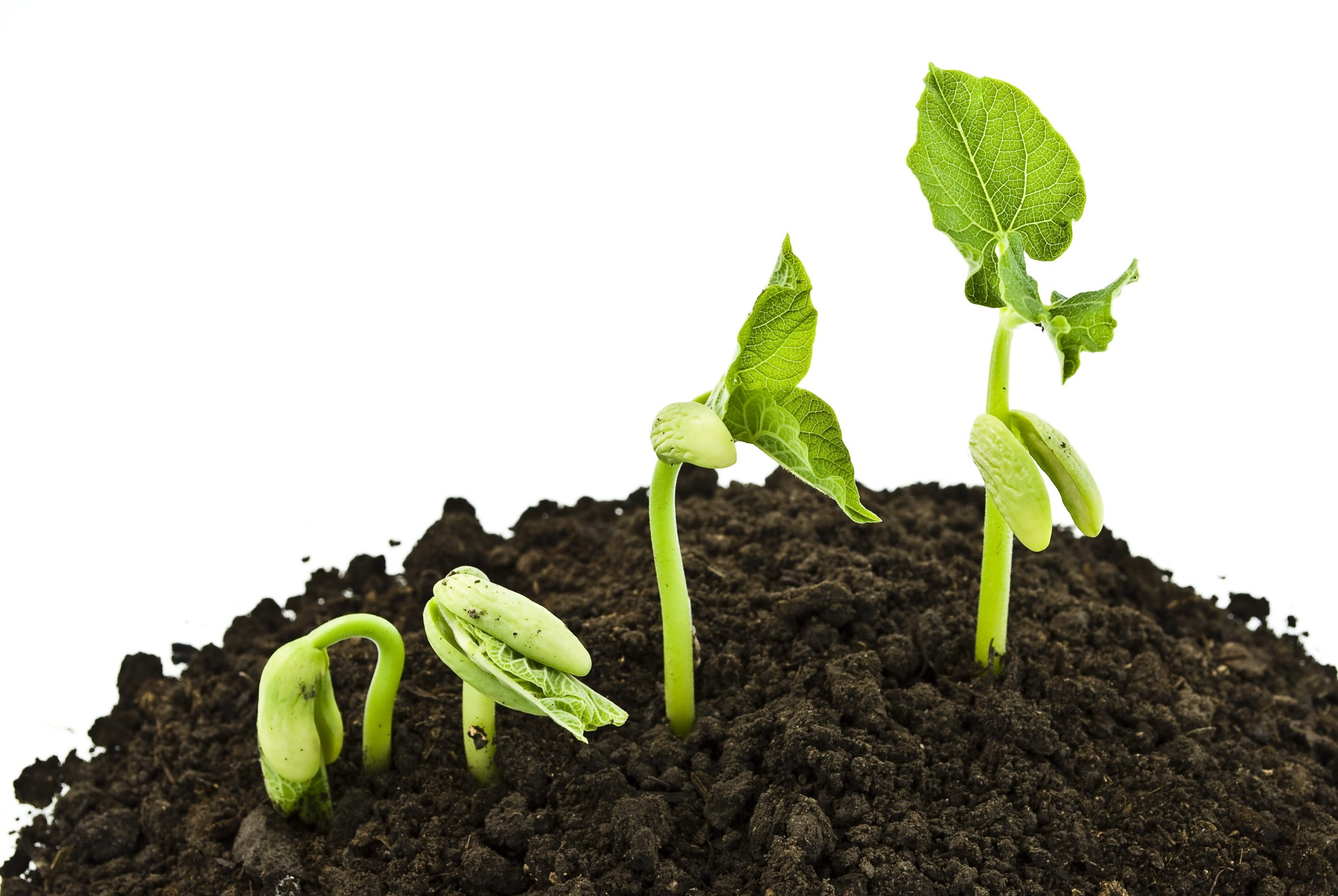 lettuce seeds germinating