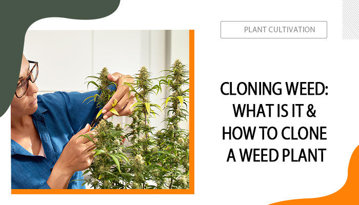 cloning weed