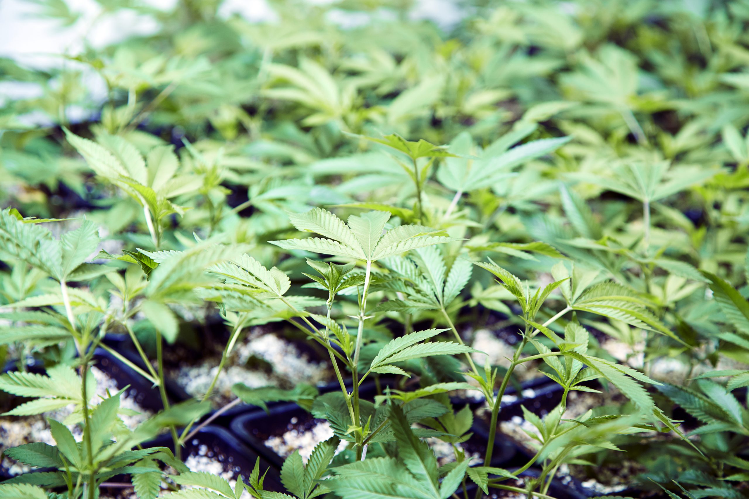 cannabis density in a grow room