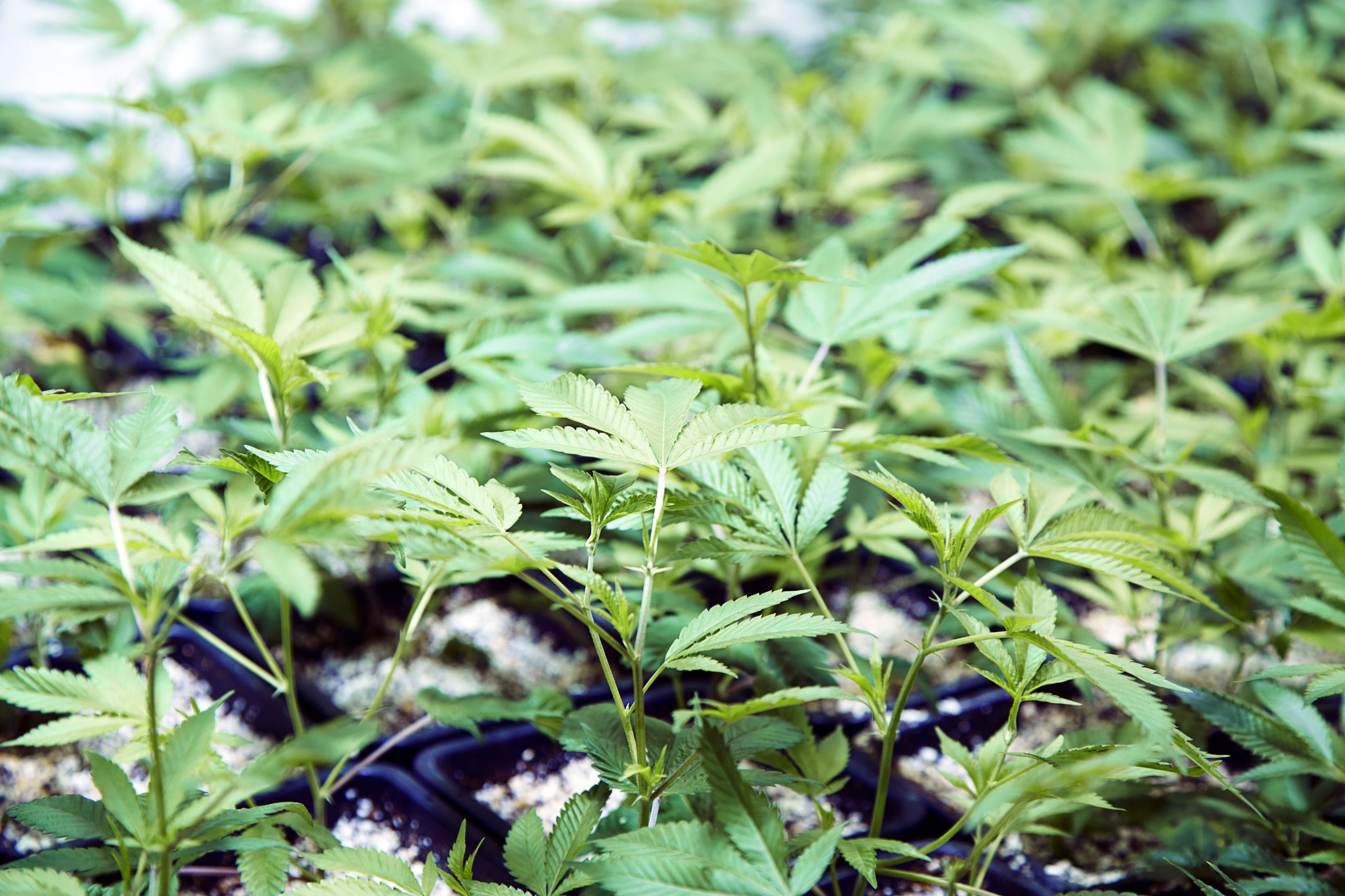Check the Plant Density to Improve Ventilation
