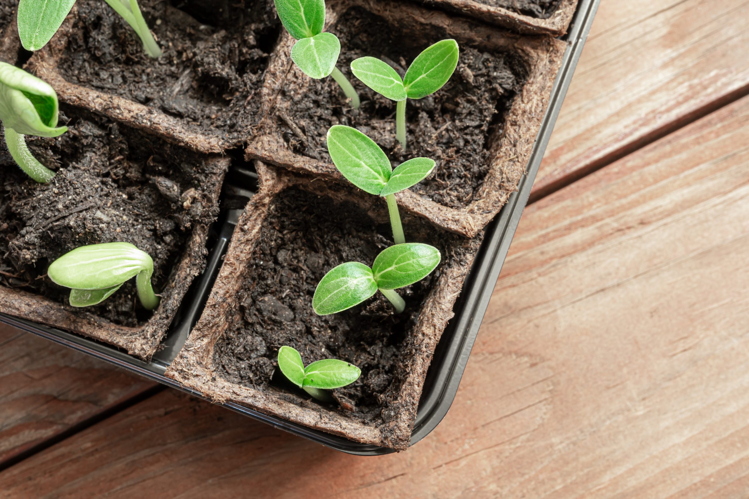 lettuce seedlings