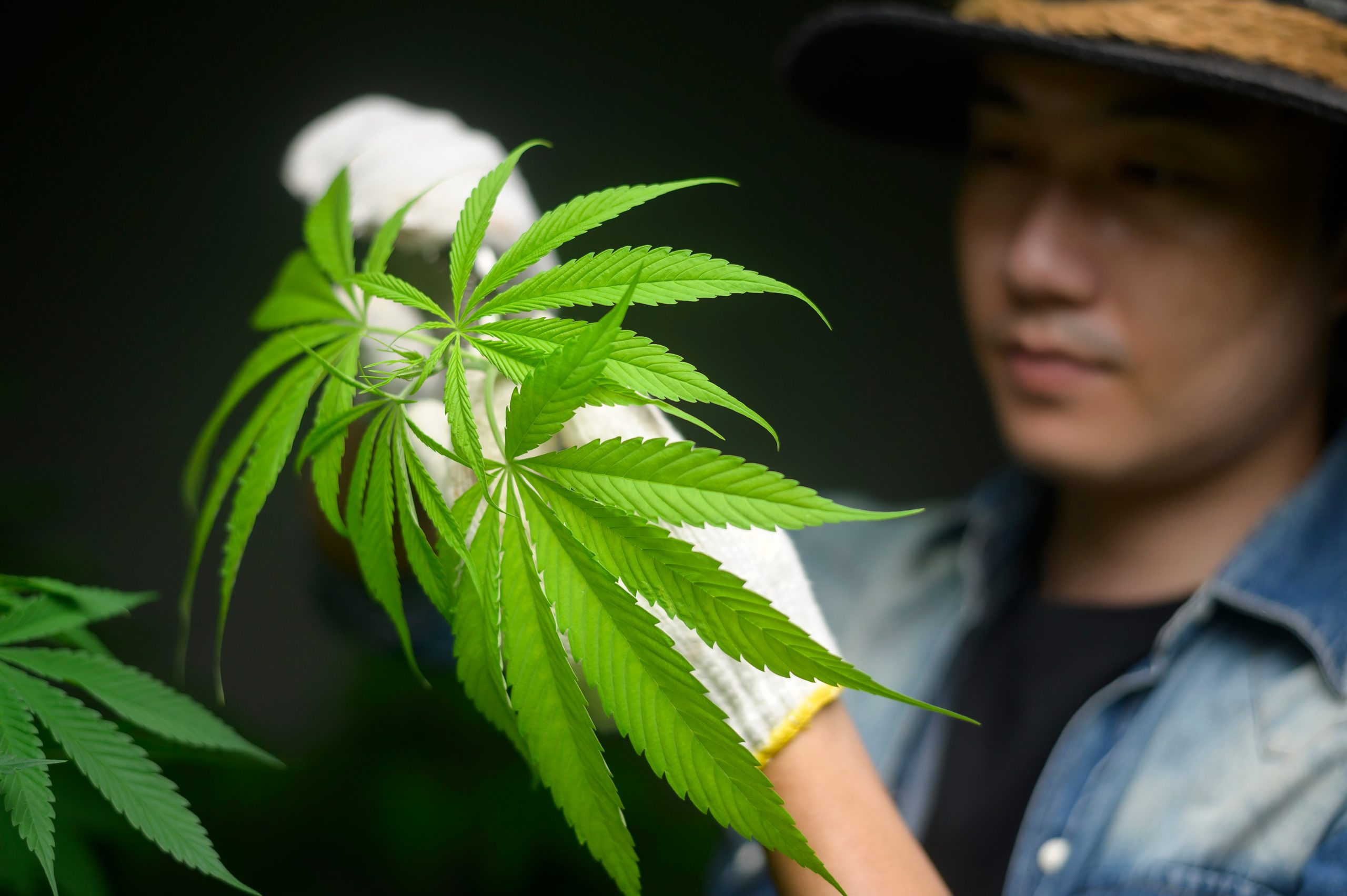 Defoliating cannabis