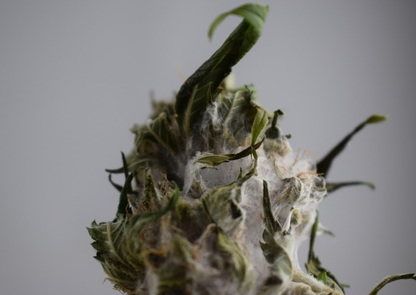 moldy weed