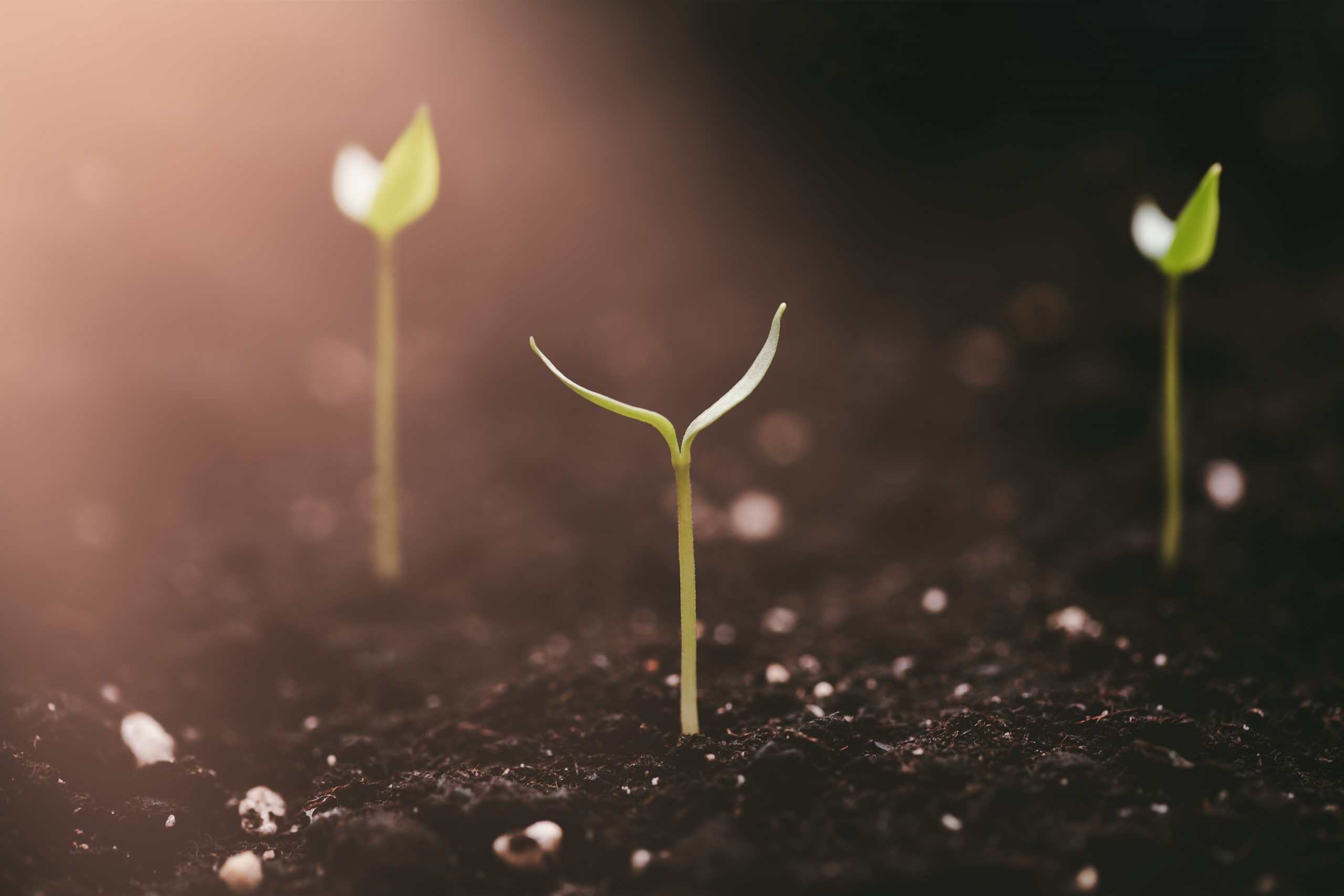 seedlings sprout