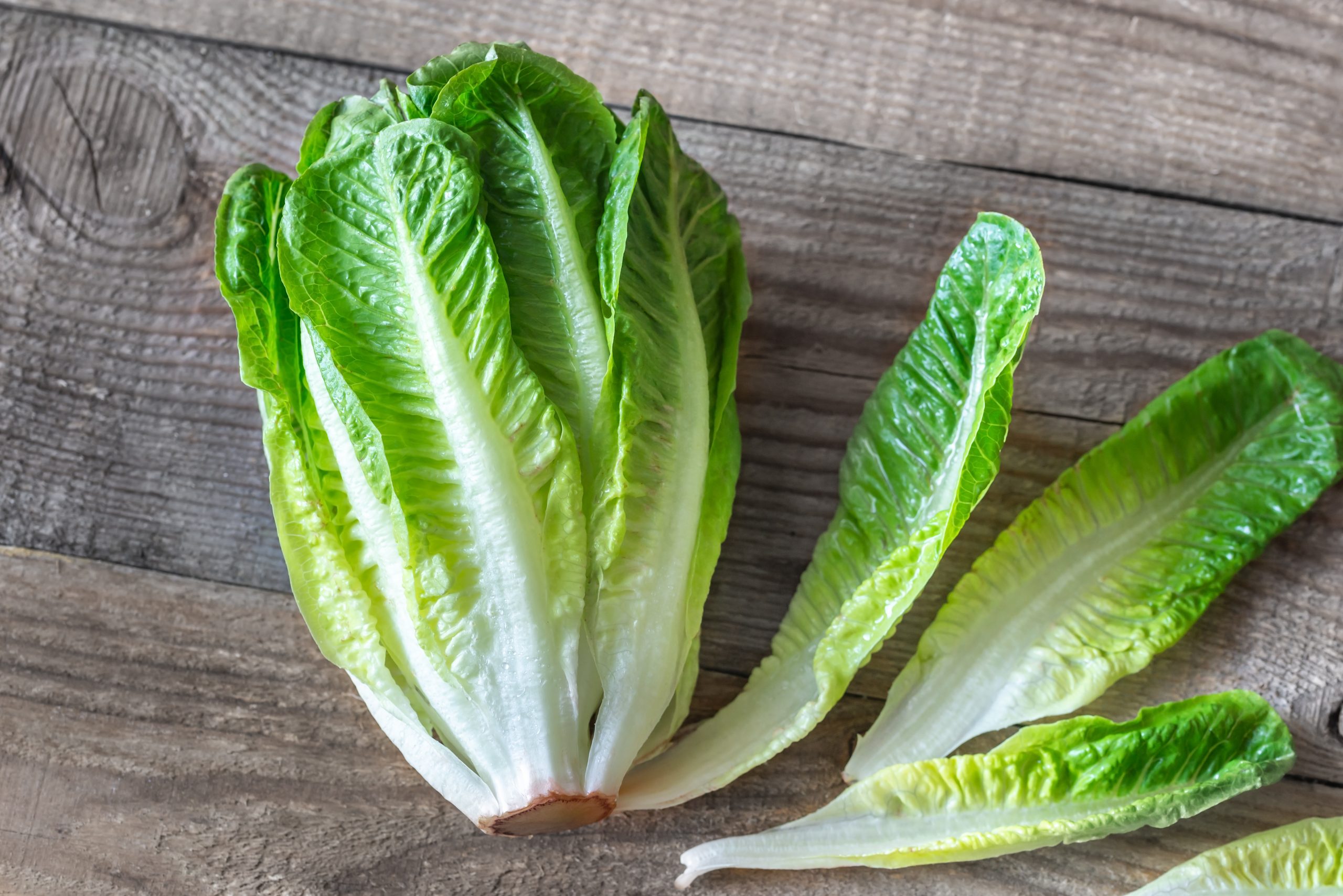 Romaine lettuce heading