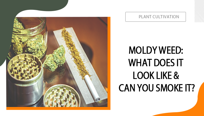 what does moldy weed look like