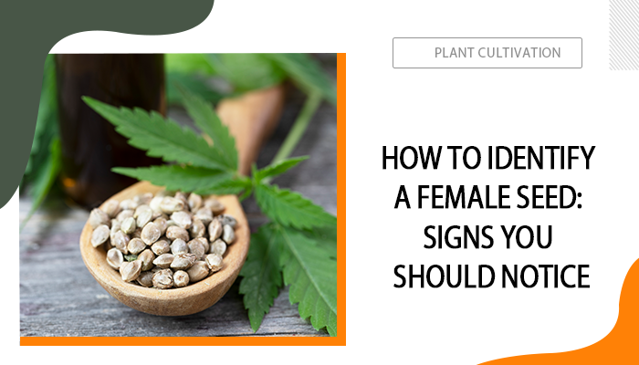 How to Identify A Female Seed