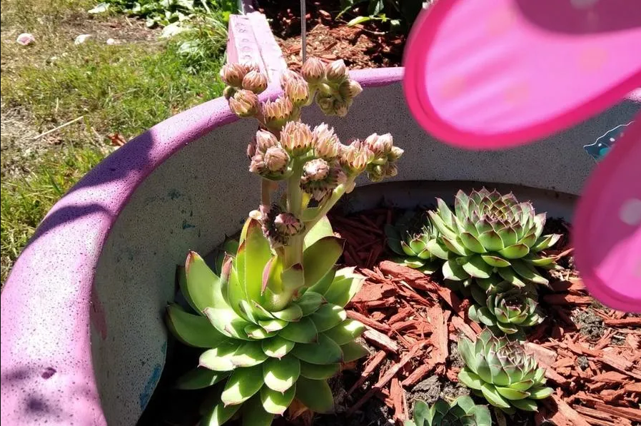 succulent death bloom