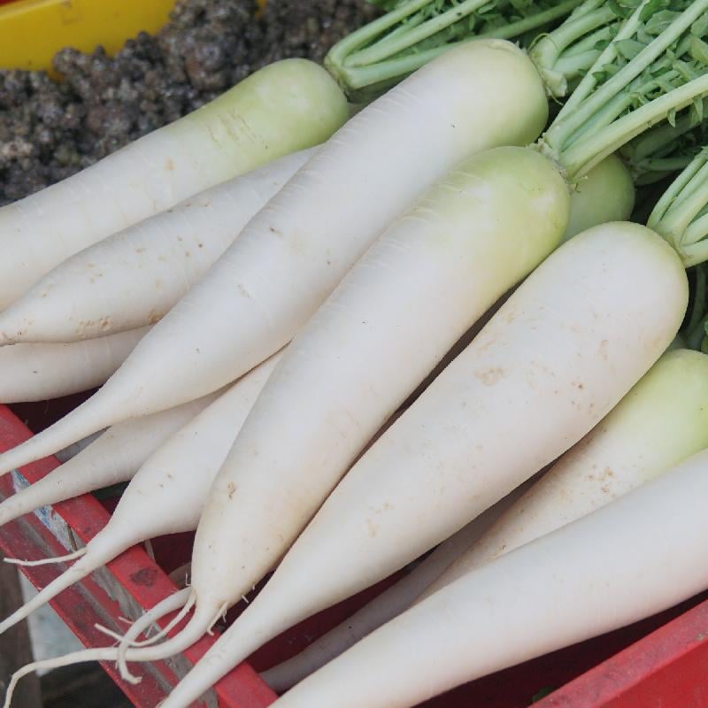 White-Carrot