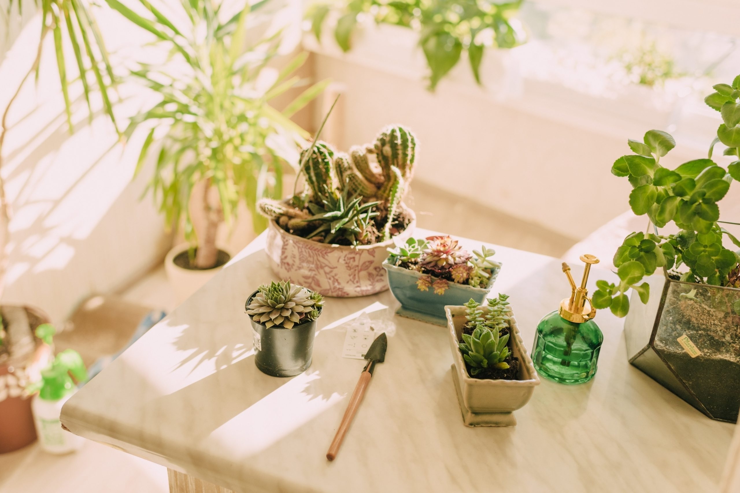home-plants-succulents