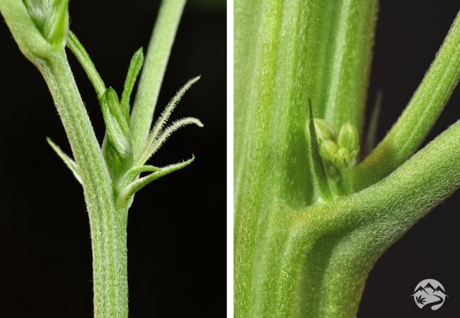 male-vs-female cannabis seed