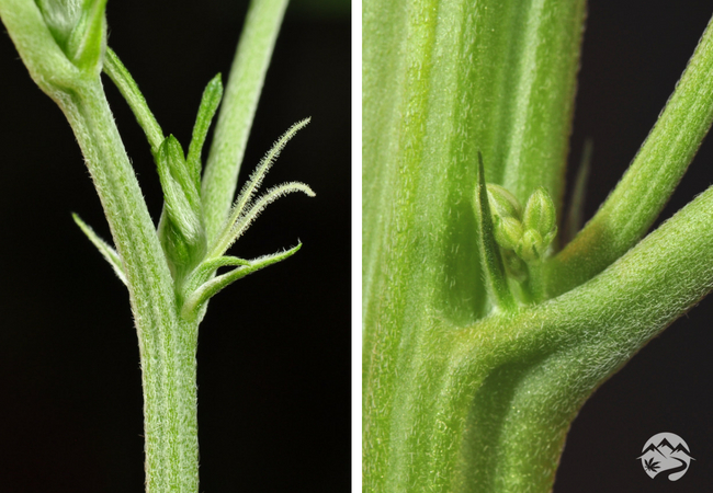 female weed seedlings