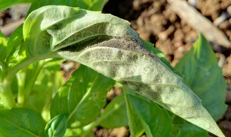 Downy mildew