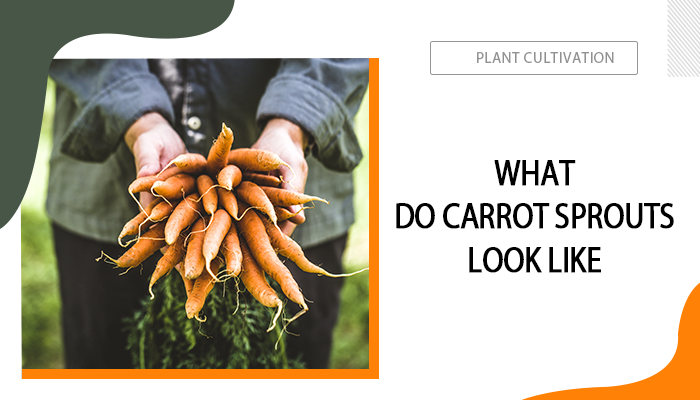 What Do Carrot Sprouts Look Like