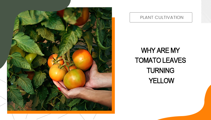 Why Are My Tomato Leaves Turning Yellow