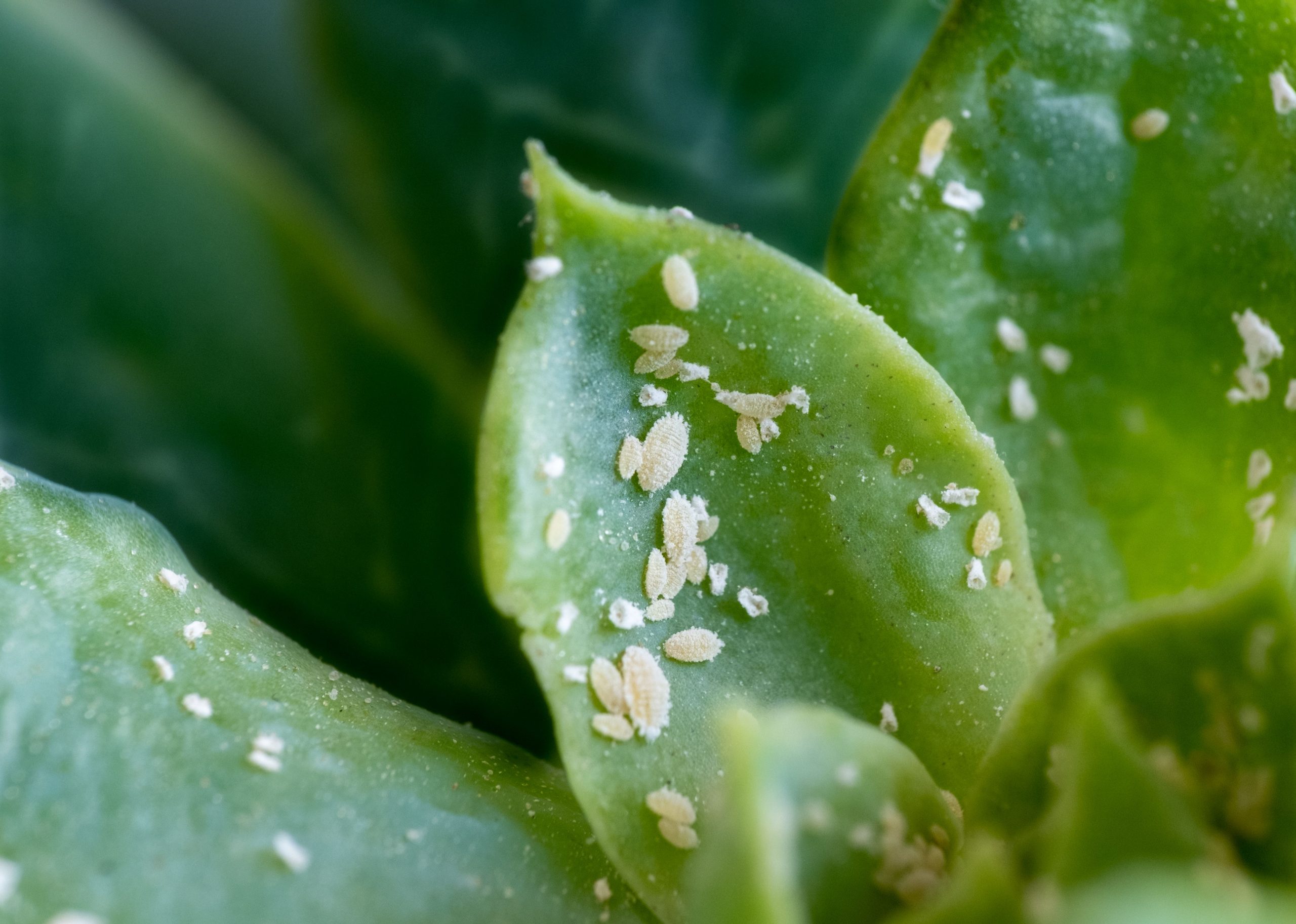 mealybugs on green leaves