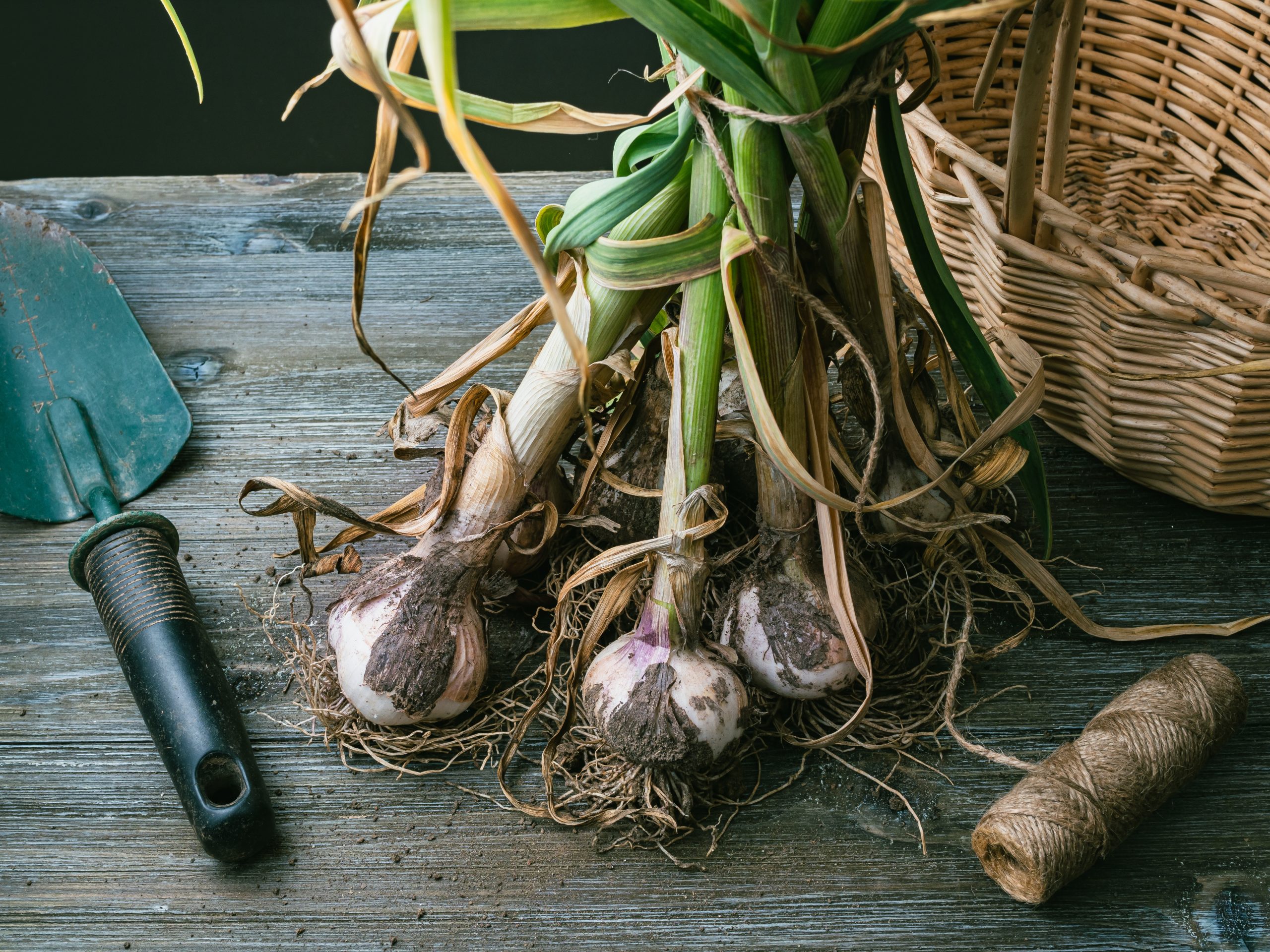 how to grow garlic