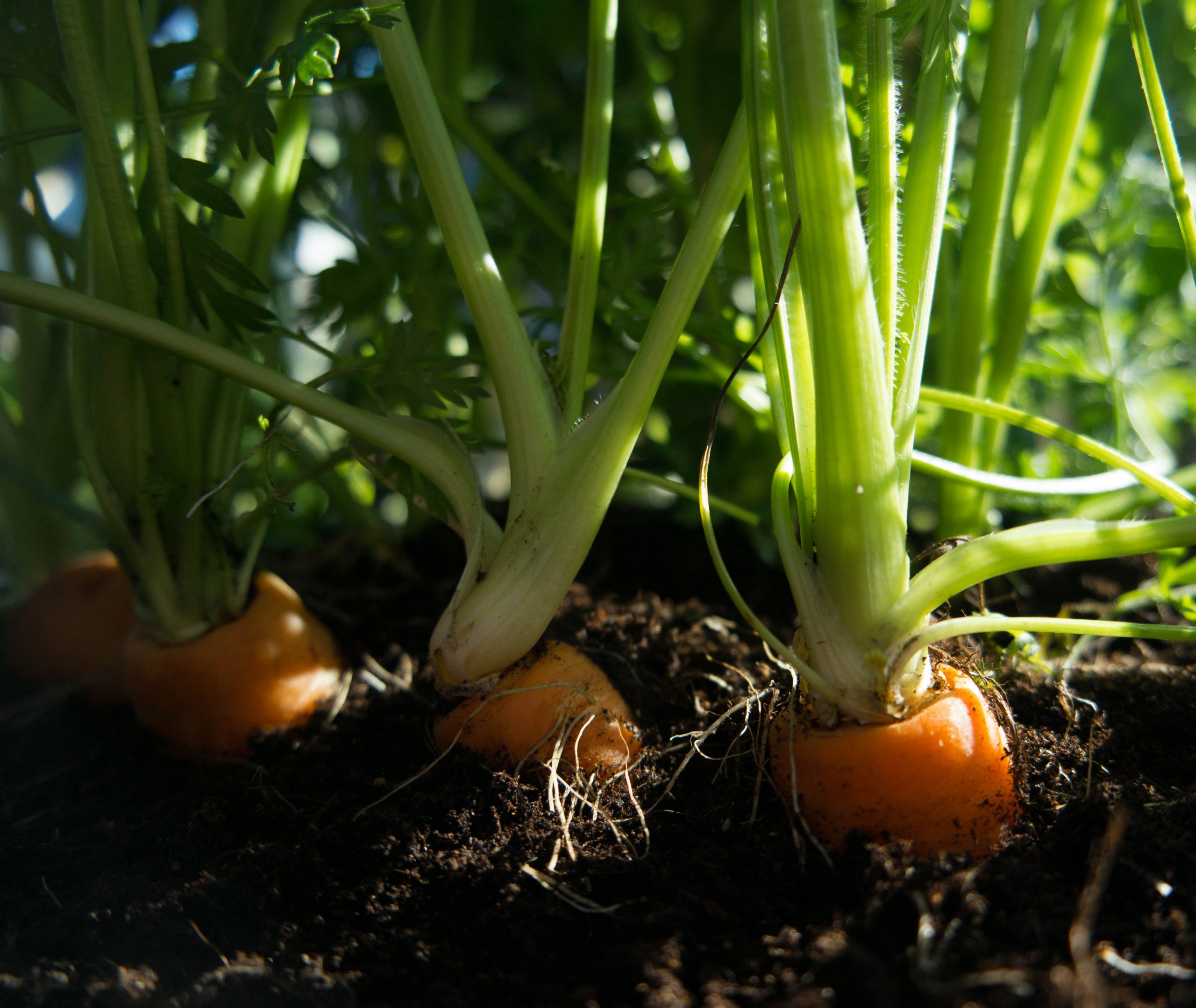 Pictures of Carrots Growing