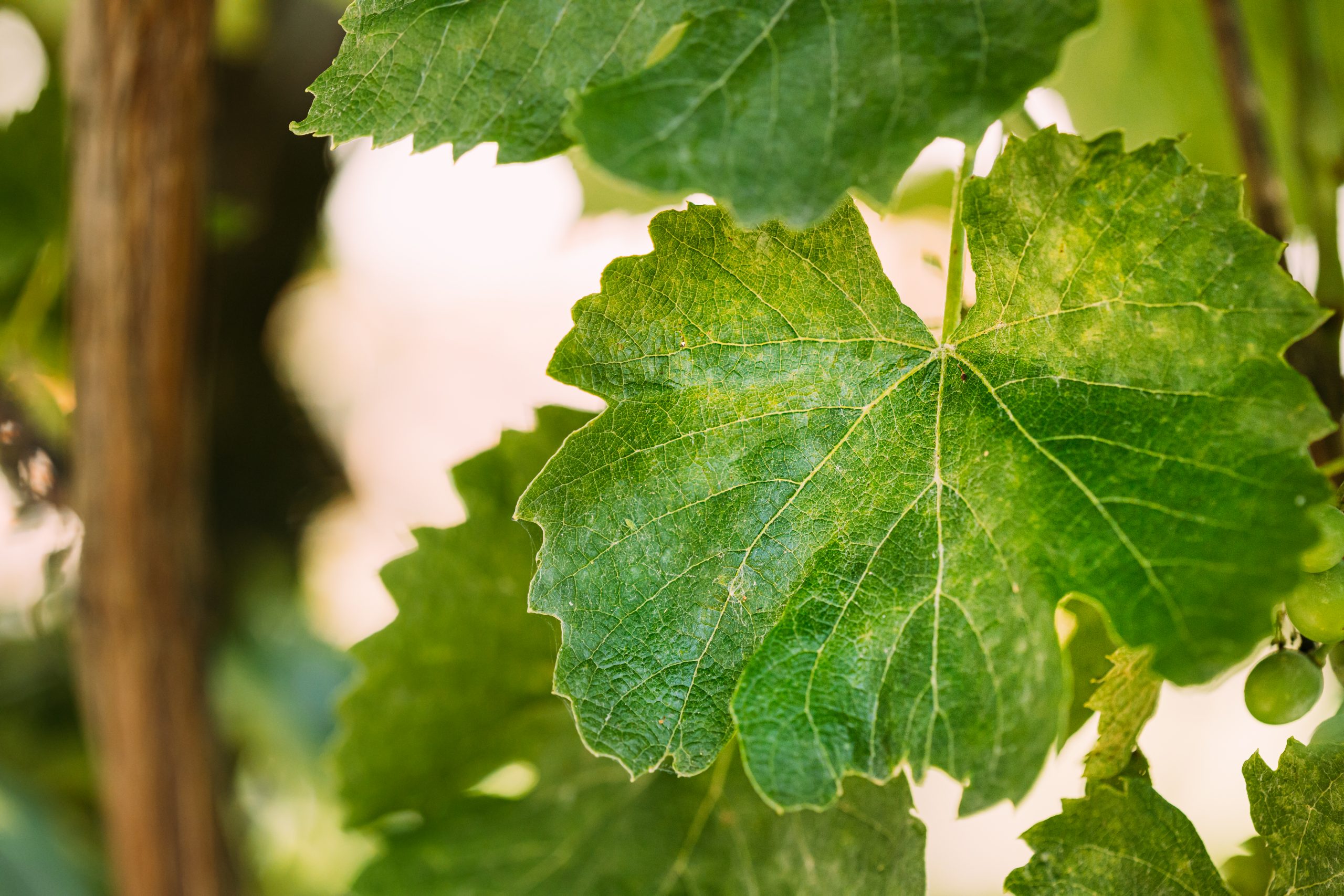 Powdery Mildew