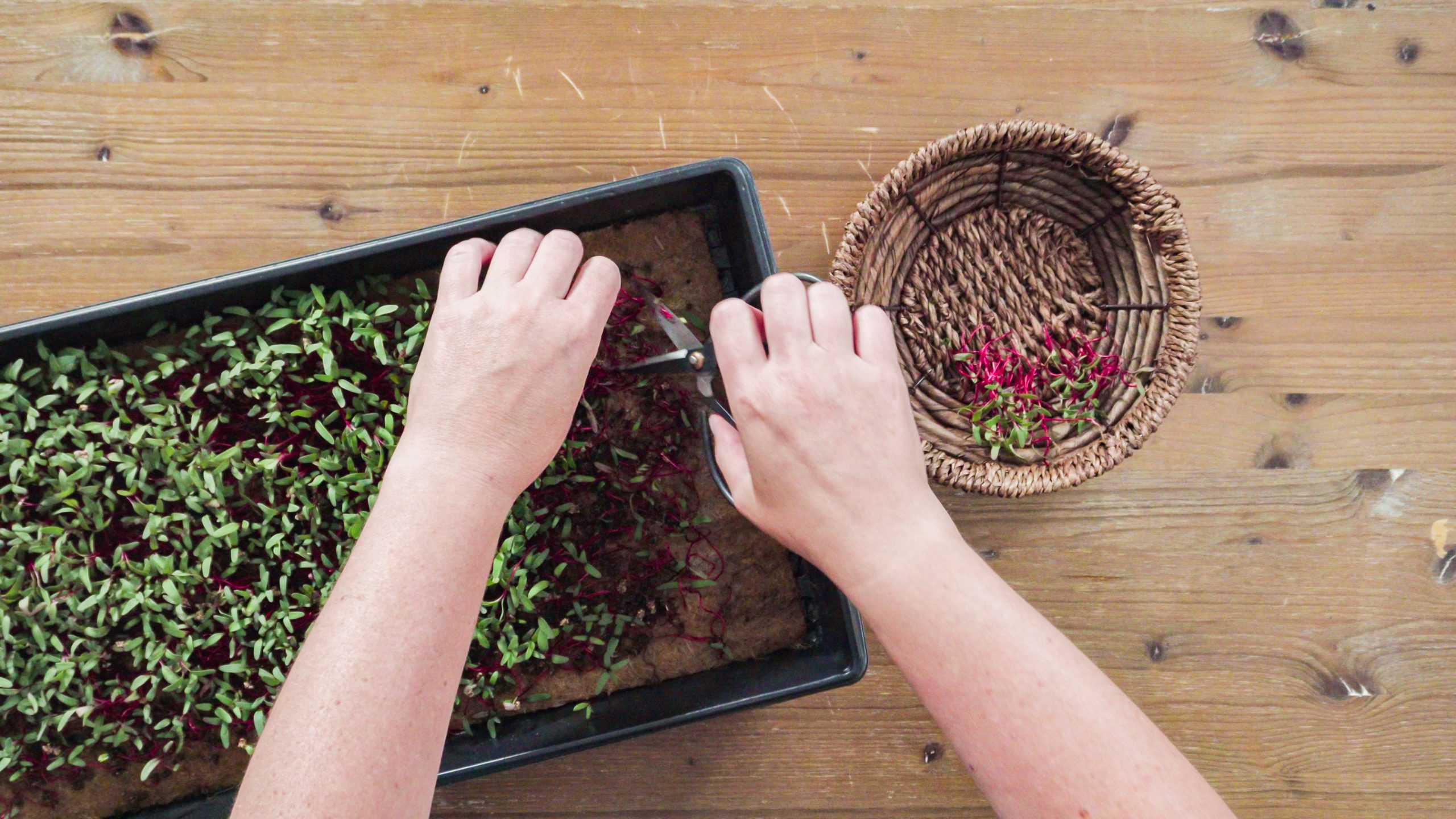 planting radishes