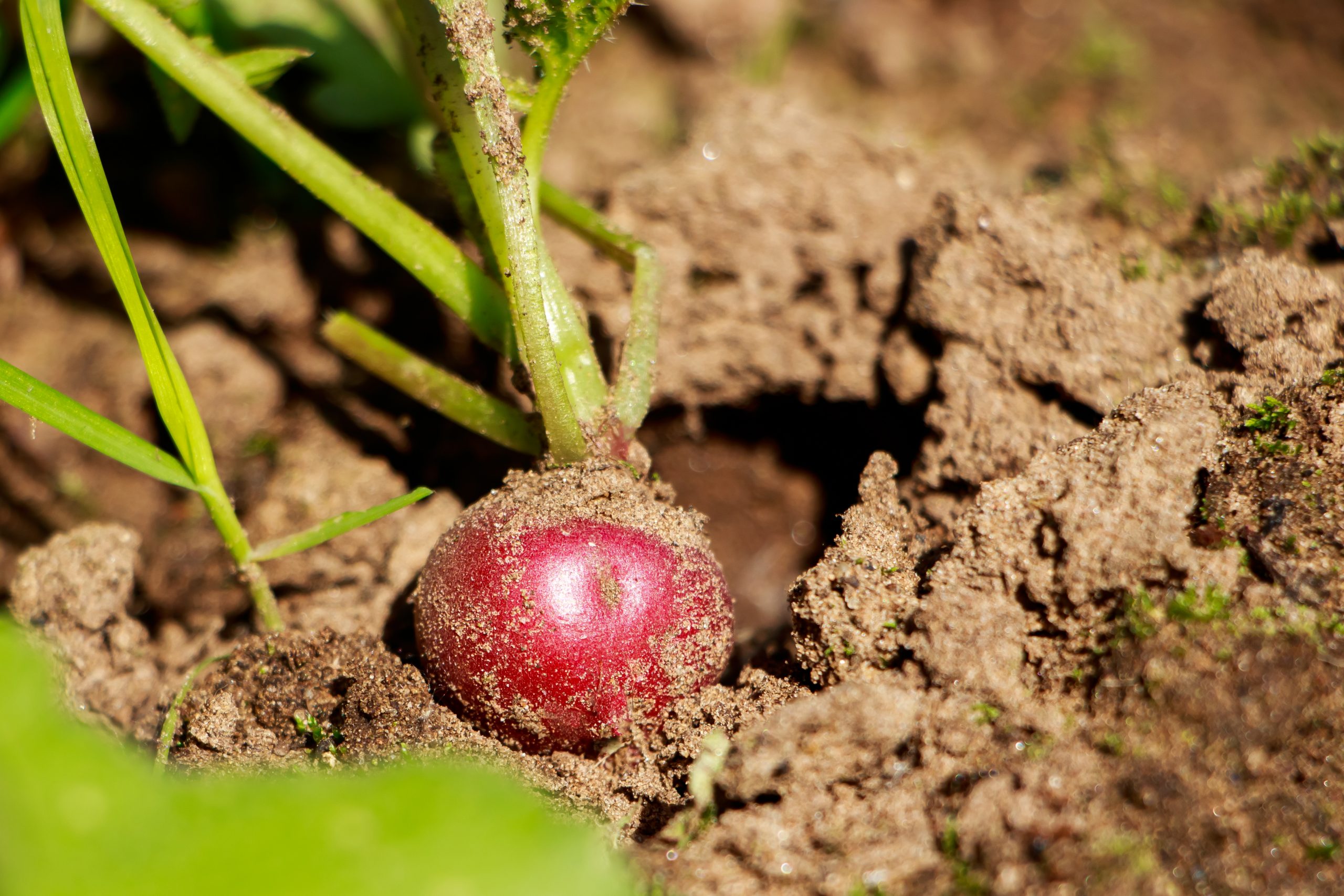 ripe radishes