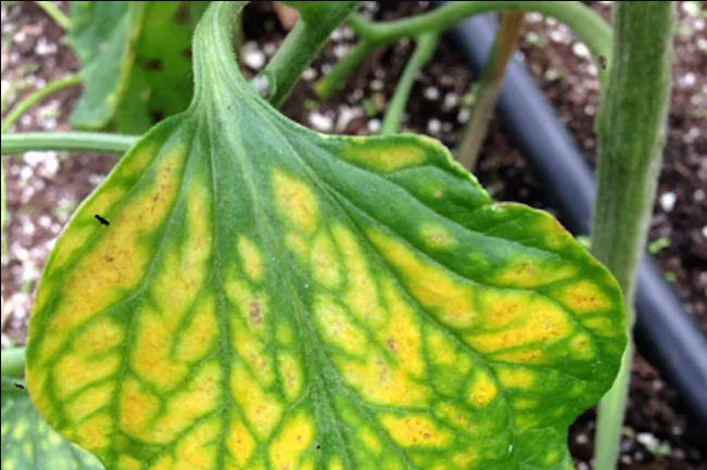 tomato leaves turn yellow due to magnesium deficiency