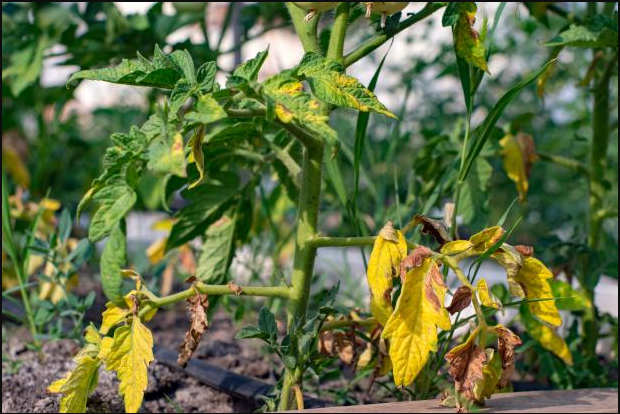 tomato leaves turn yellow due to nutrient deficiency