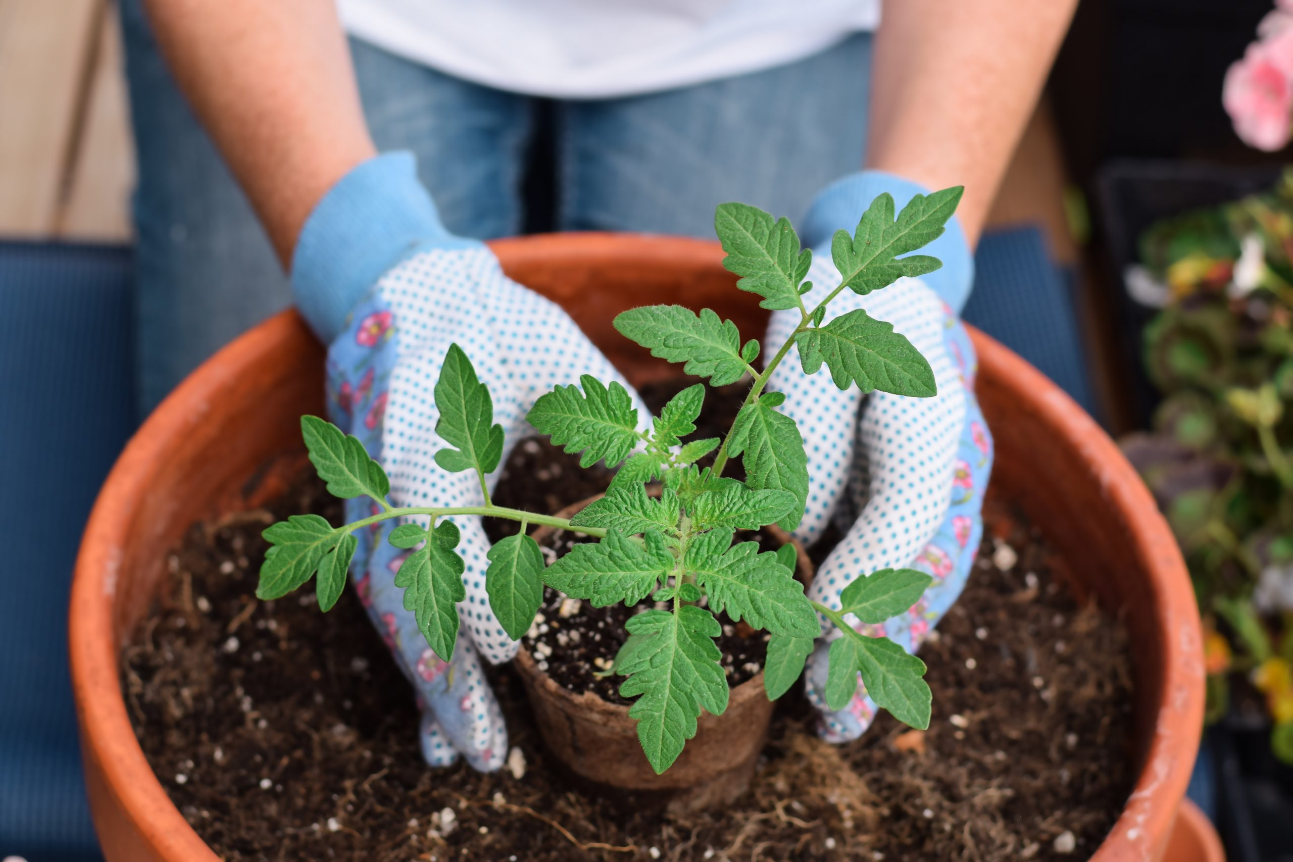 Woman planting tomato