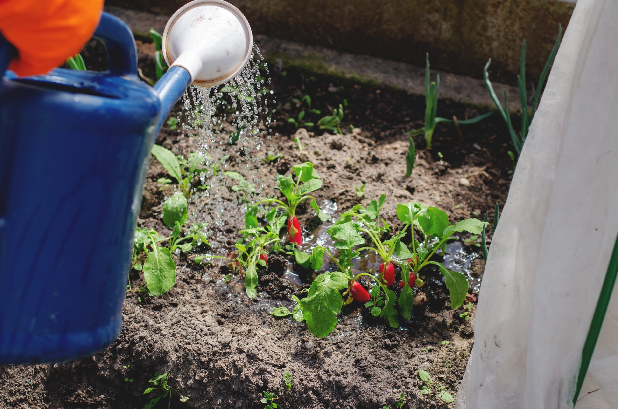 watering radishes