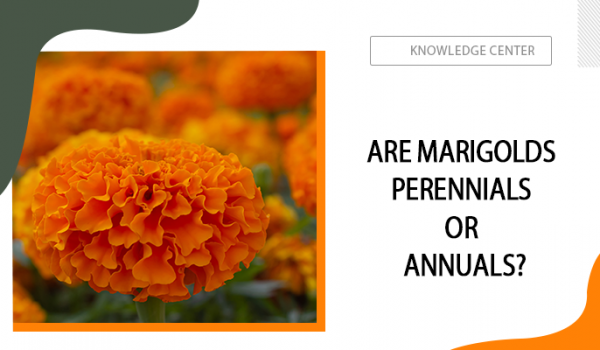 Are Marigolds Perennials