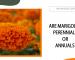 Are Marigolds Perennials