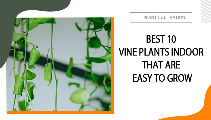 Best 10 Vine Plants Indoor That Are Easy to Grow