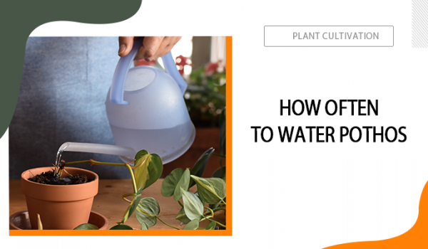 How Often to Water Pothos