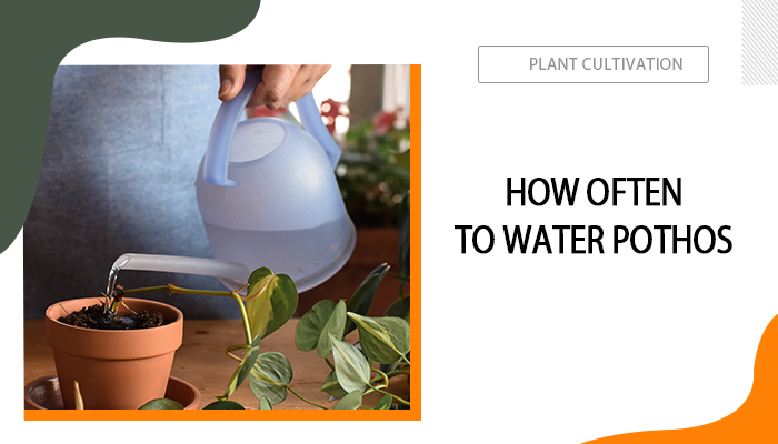 How Often to Water Pothos