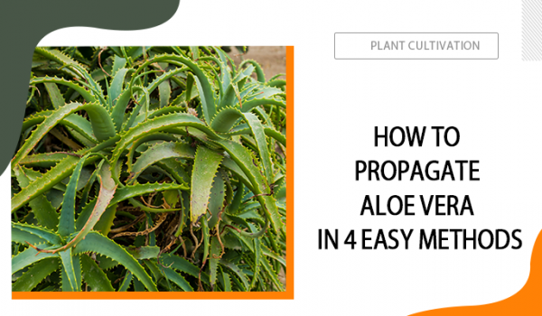 How to Propagate Aloe Vera in 4 Easy Methods
